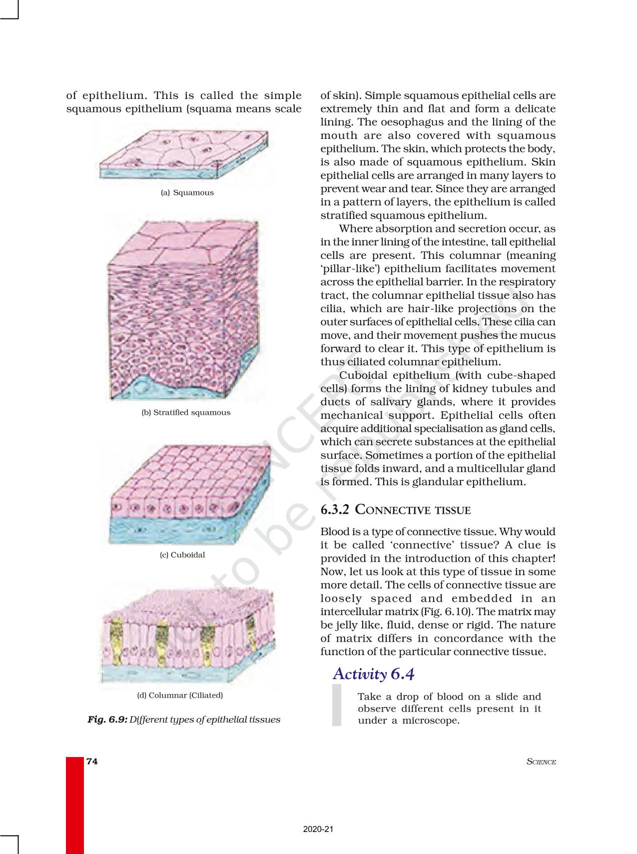 Tissues - NCERT Book Of Class 9 Science